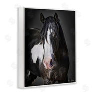 David Drost | Black & White Horse