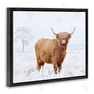 Krista Broadway | Highland Cow in Snow