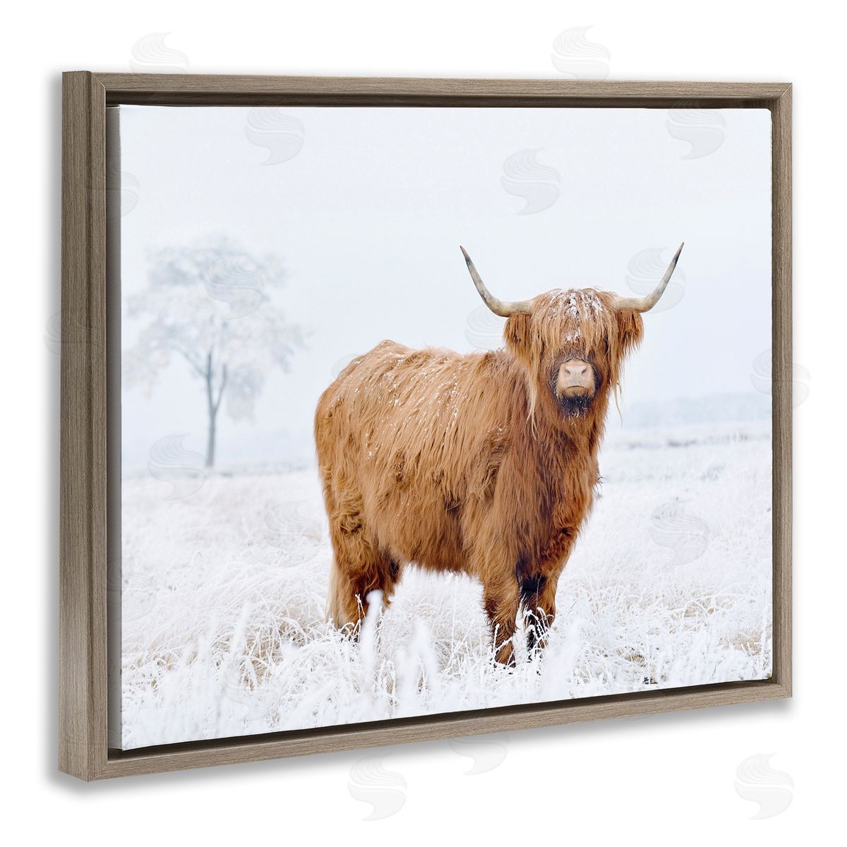 Krista Broadway Highland Cow in Snow Brown Floater Frame Canvas Artside_
