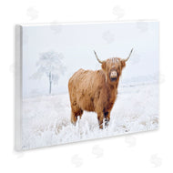 Krista Broadway | Highland Cow in Snow