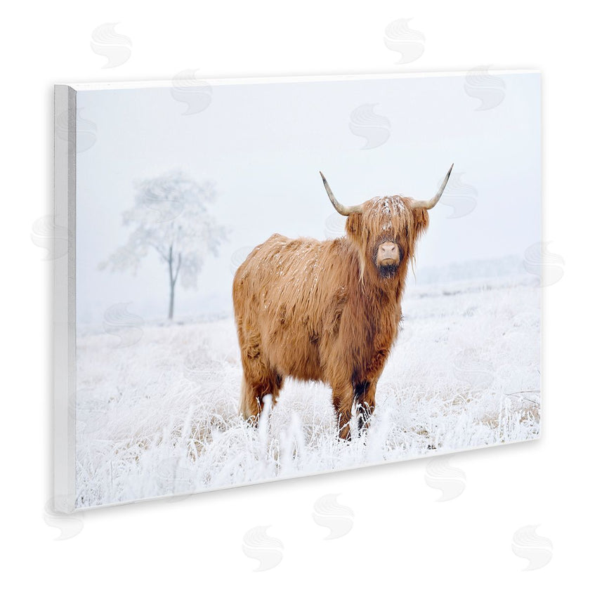 Krista Broadway | Highland Cow in Snow