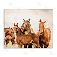 Krista Broadway | Horse & Foals Photography