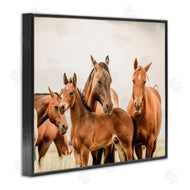 Krista Broadway | Horse & Foals Photography