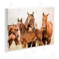 Krista Broadway | Horse & Foals Photography