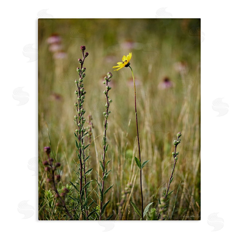 Kent Burkhardsmeier | Yellow Daisy Sprout