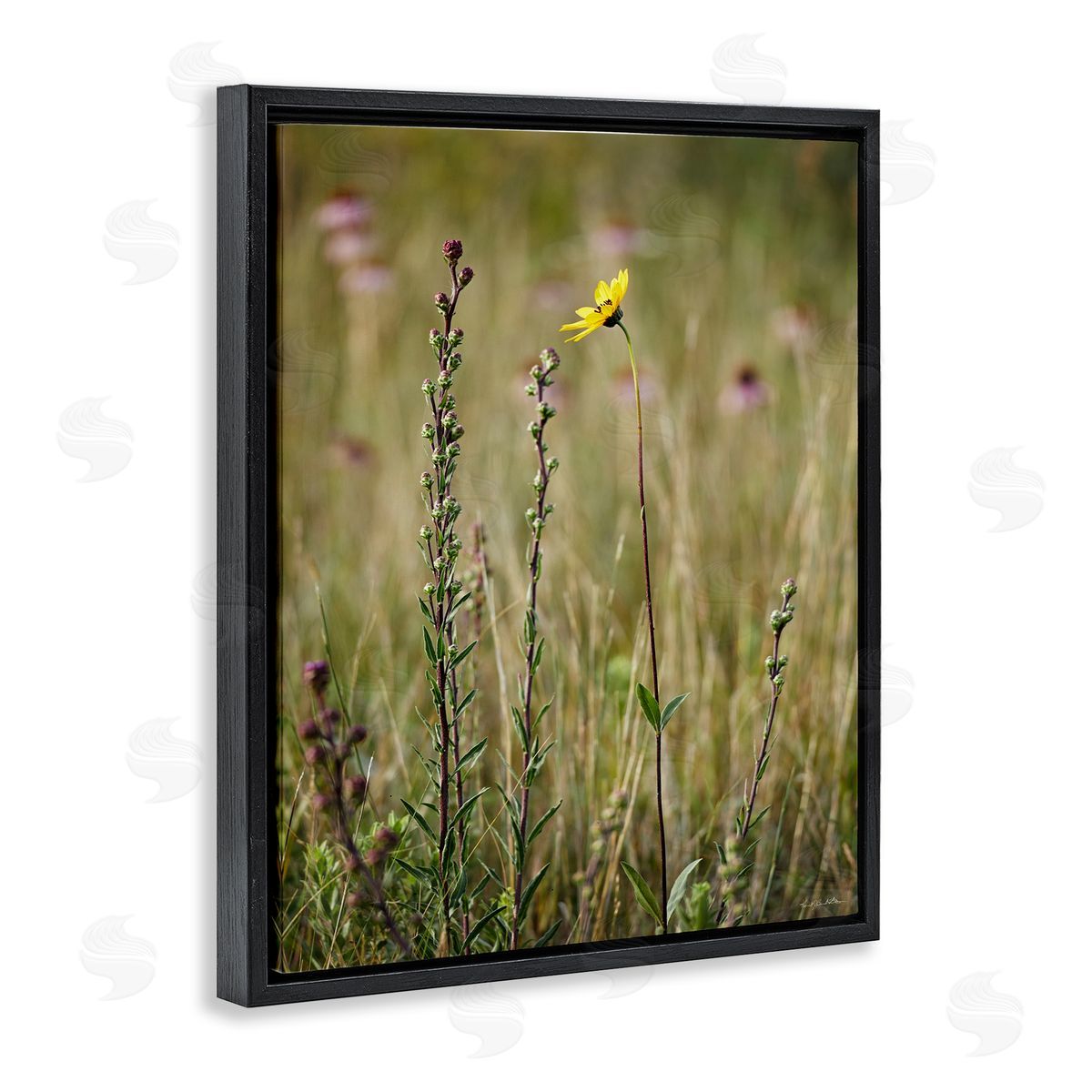 Kent Burkhardsmeier | Yellow Daisy Sprout