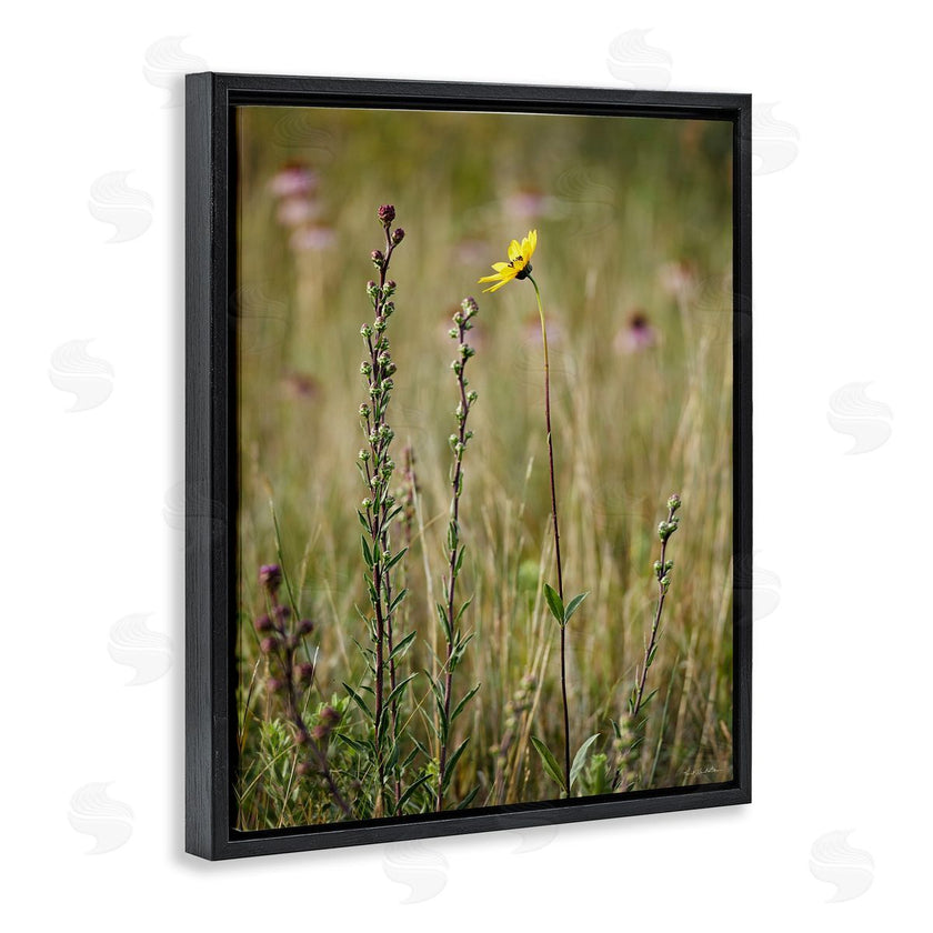 Kent Burkhardsmeier | Yellow Daisy Sprout