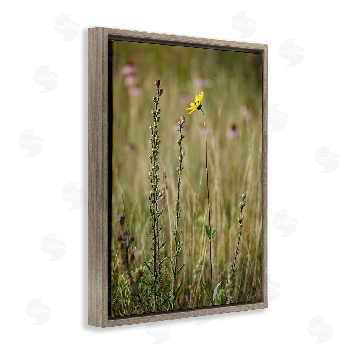 Kent Burkhardsmeier | Yellow Daisy Sprout