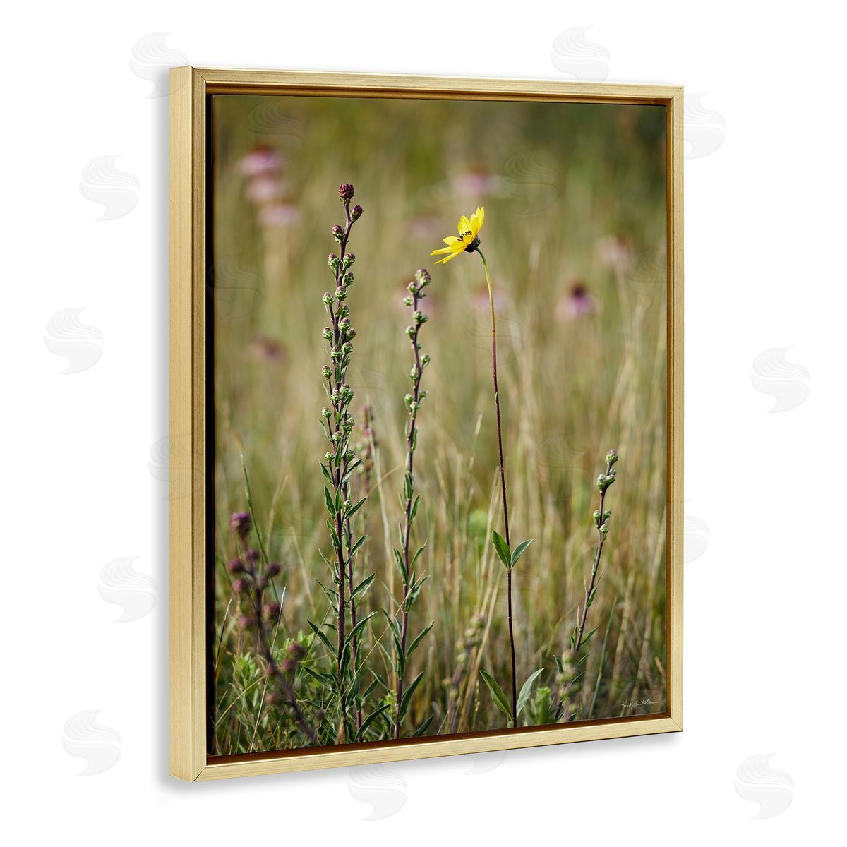 Kent Burkhardsmeier Yellow Daisy Sprout Gold Floater Frame Canvas Artside_