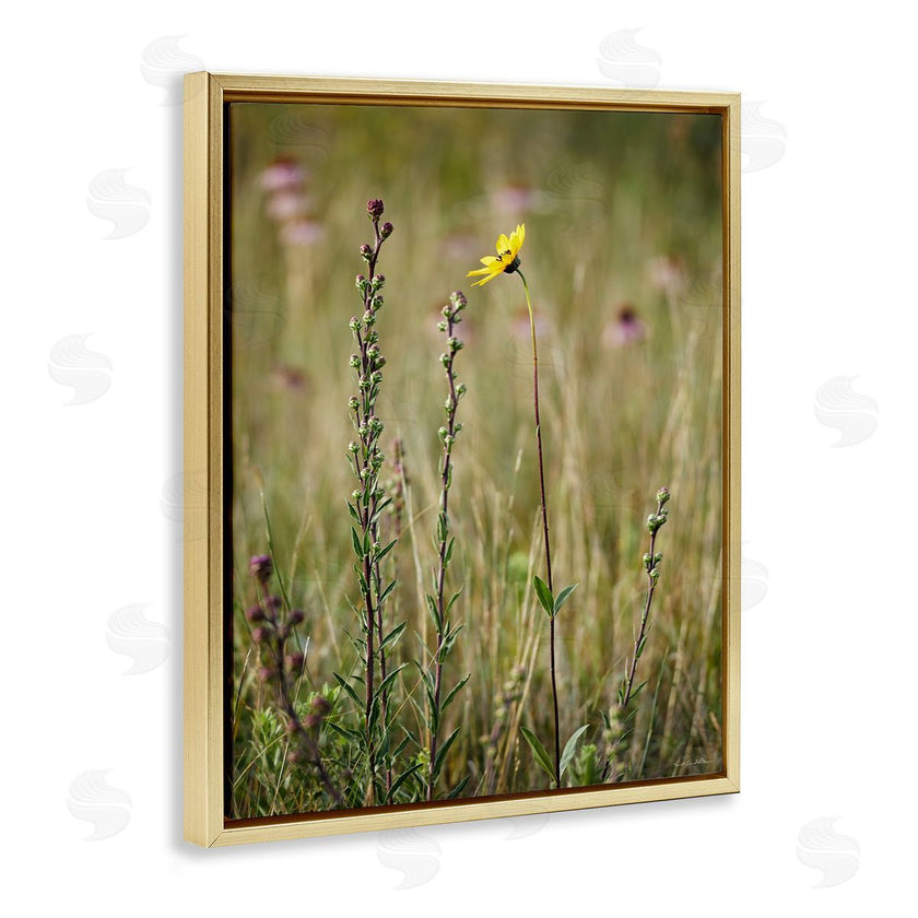 Kent Burkhardsmeier | Yellow Daisy Sprout