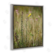 Kent Burkhardsmeier | Yellow Daisy Sprout