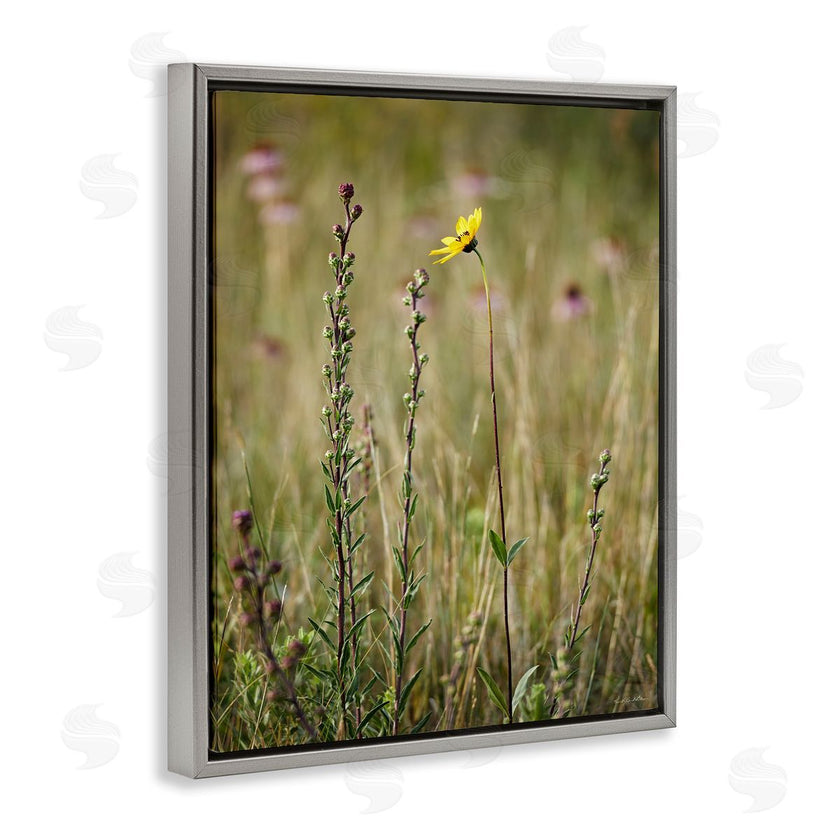 Kent Burkhardsmeier | Yellow Daisy Sprout