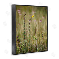 Kent Burkhardsmeier | Yellow Daisy Sprout