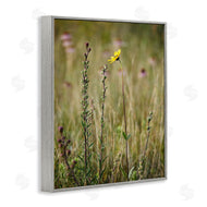 Kent Burkhardsmeier | Yellow Daisy Sprout