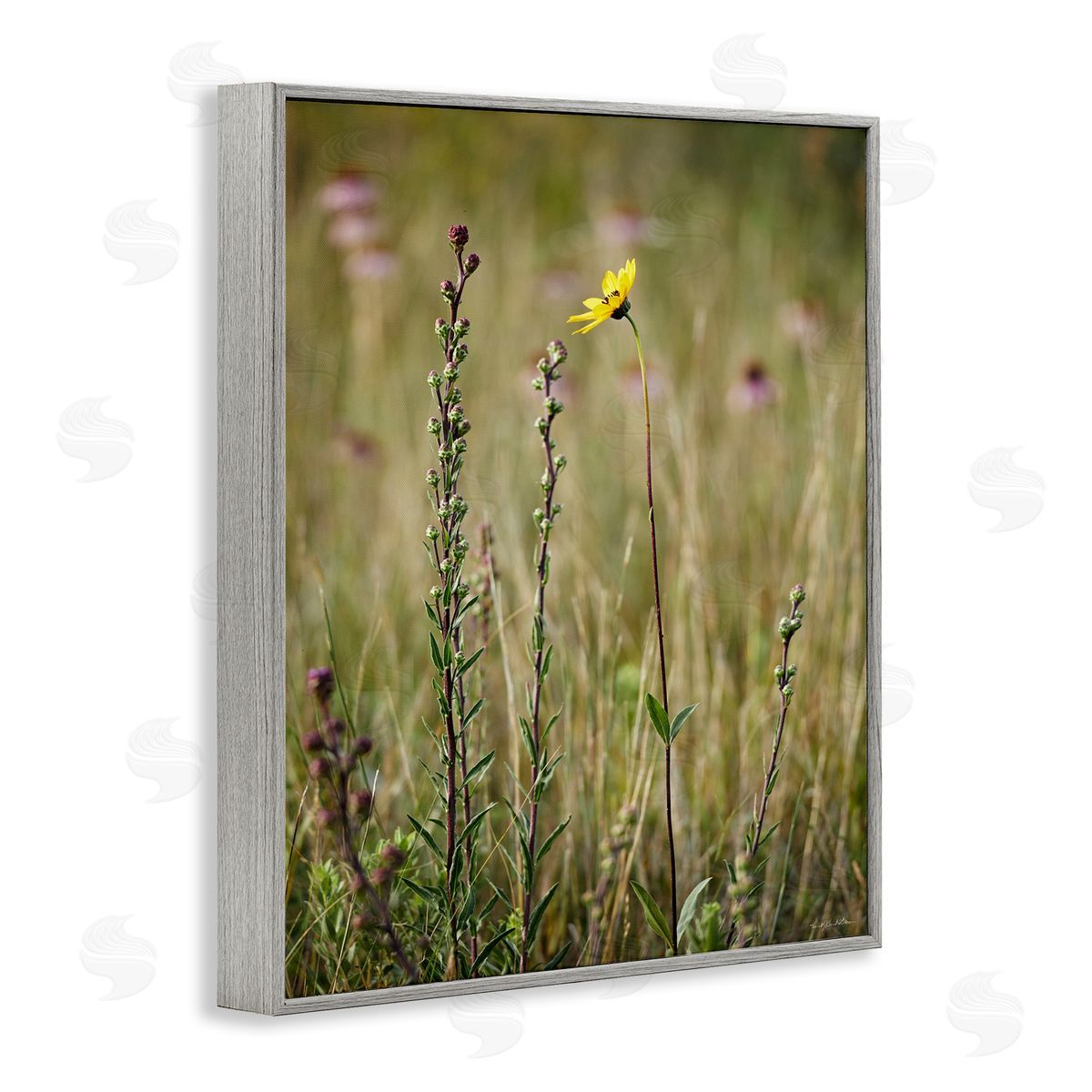 Kent Burkhardsmeier | Yellow Daisy Sprout