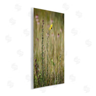 Kent Burkhardsmeier | Yellow Daisy Sprout