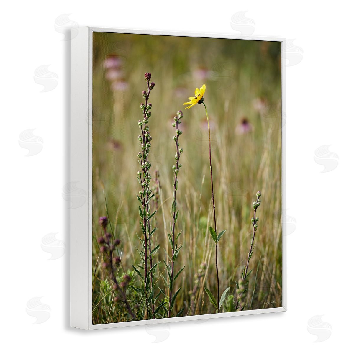 Kent Burkhardsmeier | Yellow Daisy Sprout