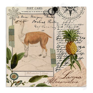 Andrea Haase | Vintage Antelope Postcard