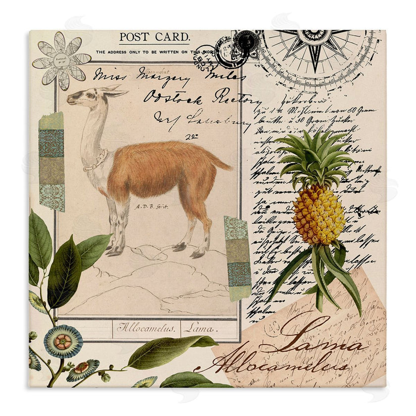 Andrea Haase | Vintage Antelope Postcard