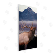Kim Allen | Elk Mountain Landscape