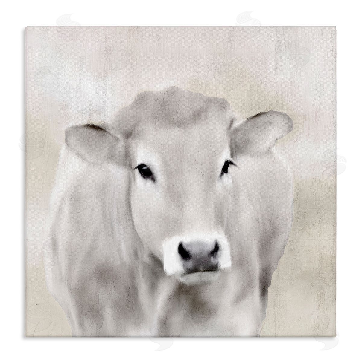 Kim Allen | Soft Cattle Portrait