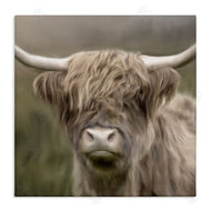Kim Allen | Soft Highland Cow