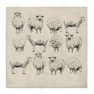 Karen Smith | Vintage Sheep Drawings