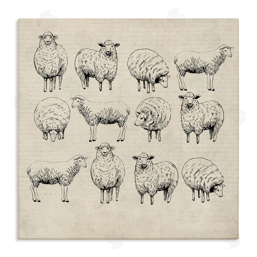 Karen Smith | Vintage Sheep Drawings
