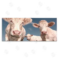 Marcus Prime | Three White Cows