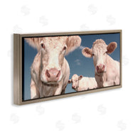 Marcus Prime | Three White Cows