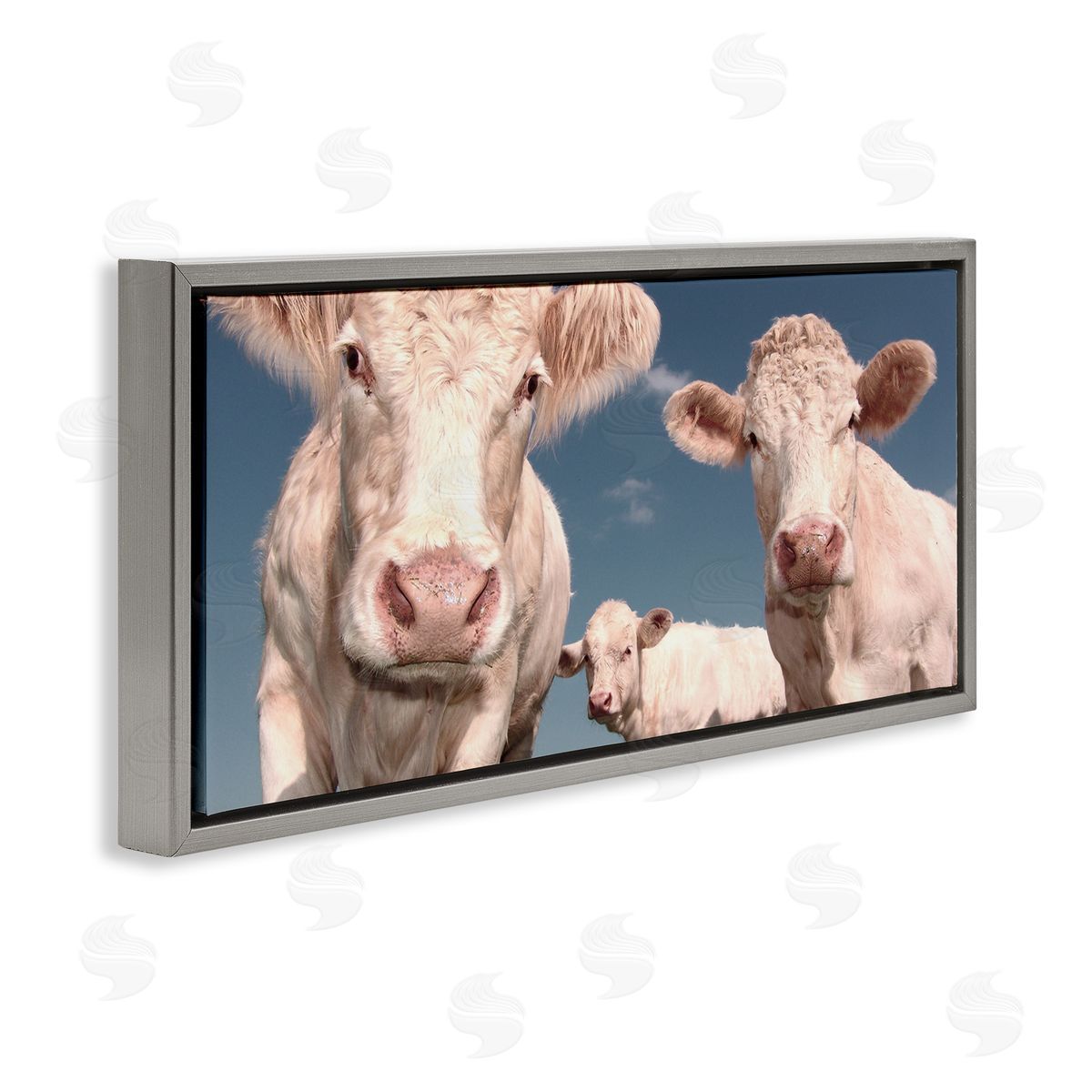 Three White Cows Grey Floating Frame Canvas Wall Art, Home Decor by Marcus Prime