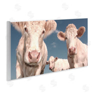 Marcus Prime | Three White Cows
