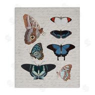 Stupell Studio | Various Vintage Butterflies