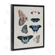 Stupell Studio | Various Vintage Butterflies