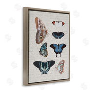 Stupell Studio | Various Vintage Butterflies