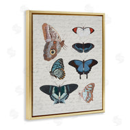 Stupell Studio | Various Vintage Butterflies