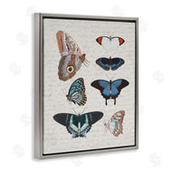 Stupell Studio | Various Vintage Butterflies