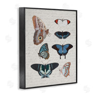 Stupell Studio | Various Vintage Butterflies