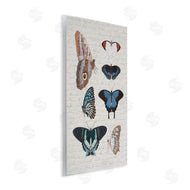 Stupell Studio | Various Vintage Butterflies