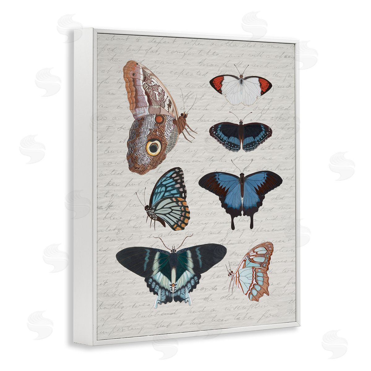 Stupell Studio Various Vintage Butterflies White Framed Giclee Wall Artside_