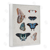 Stupell Studio | Various Vintage Butterflies