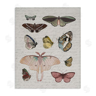 Stupell Studio | Moths & Butterflies Vintage