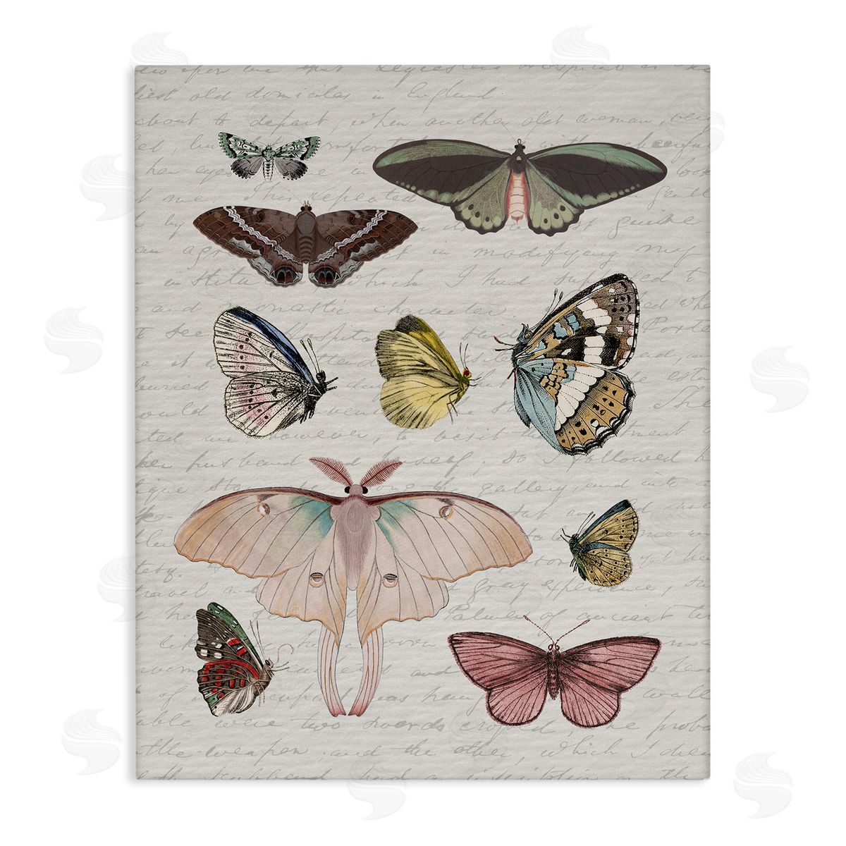 Stupell Studio | Moths & Butterflies Vintage