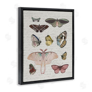 Stupell Studio | Moths & Butterflies Vintage