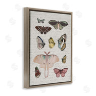 Stupell Studio | Moths & Butterflies Vintage