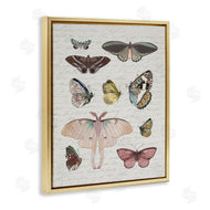 Stupell Studio | Moths & Butterflies Vintage
