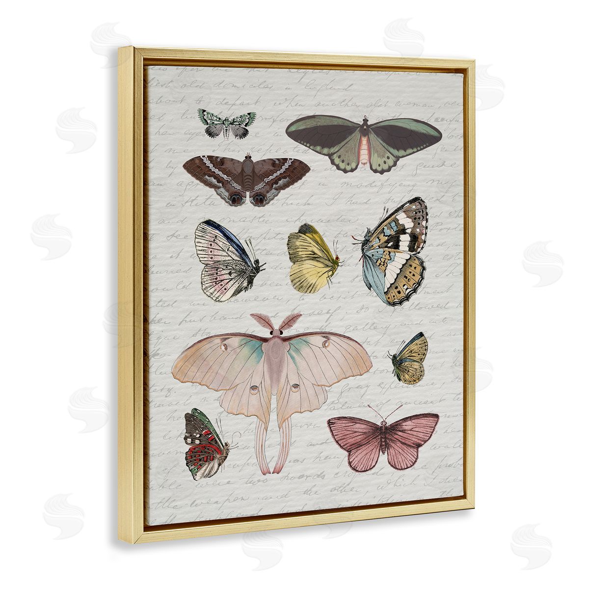 Stupell Studio | Moths & Butterflies Vintage