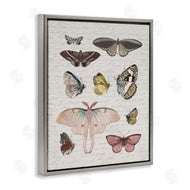 Stupell Studio | Moths & Butterflies Vintage