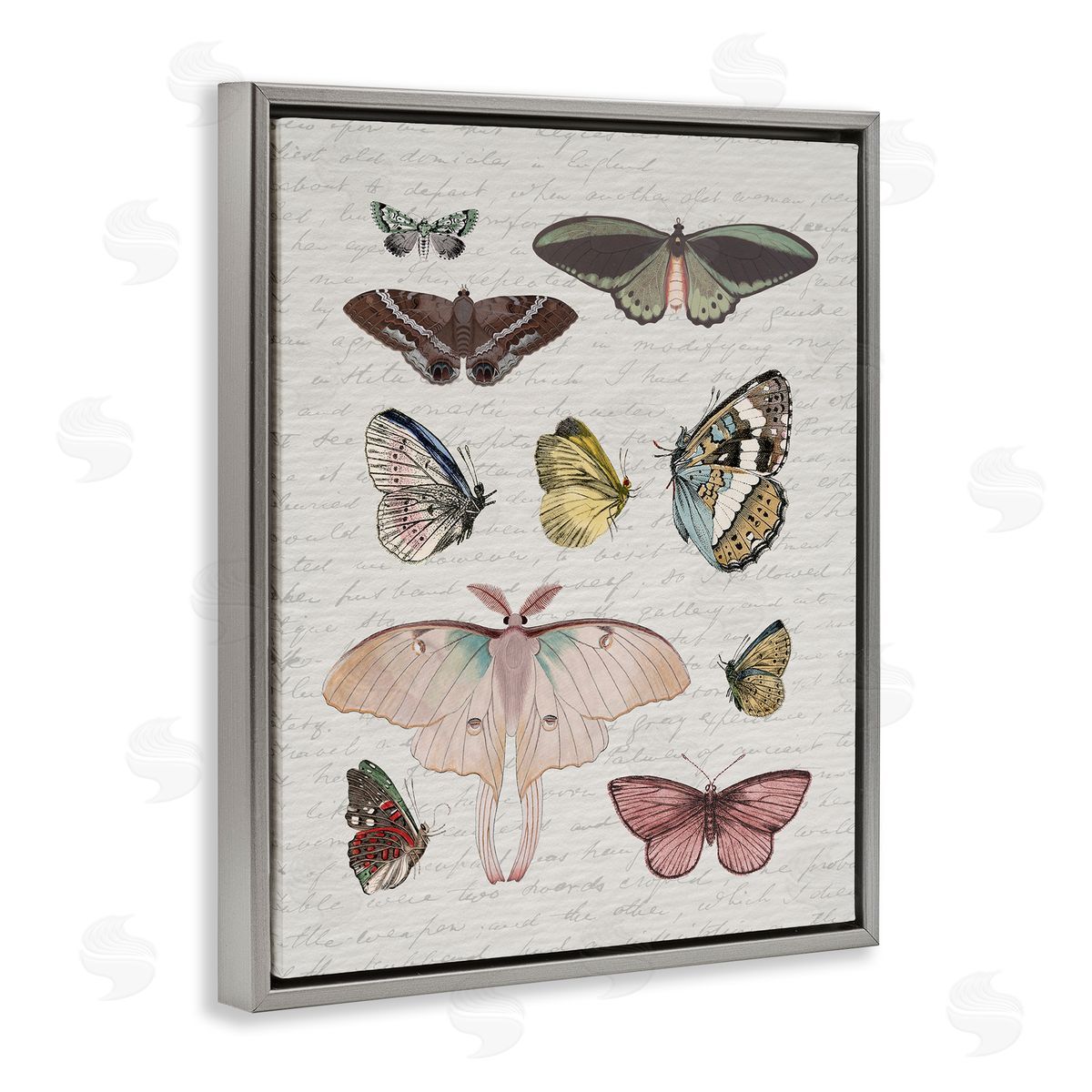 Stupell Studio | Moths & Butterflies Vintage