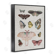 Stupell Studio | Moths & Butterflies Vintage